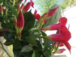 Firoe da giardino