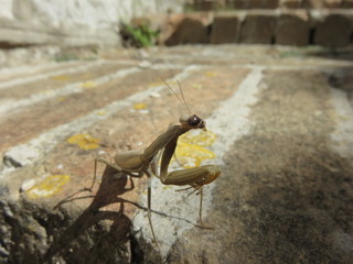 Mantide religiosa