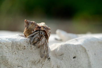 Hermit crab on white sand tropical paradise beach