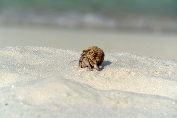 Hermit crab on white sand tropical paradise beach