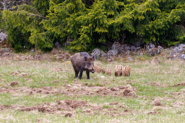 Wild boar with piglets on a field at the forest edge