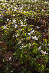 Flowering Wood anemone flowers on a meadow at spring