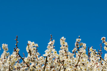 (自然ｰ花)青空と梅の花５