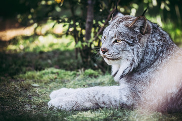 Lynx du Canada