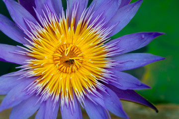 Obraz premium Purple lotus flower.
