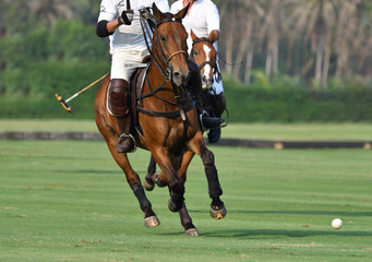 polo players are riding on horseback to grab the polo ball