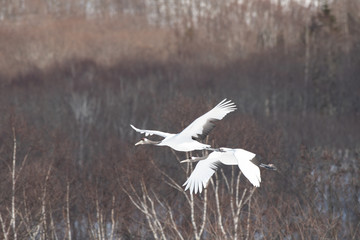 Red-crowned cranes fllying in Kushiro city, Hokkaido, Japan