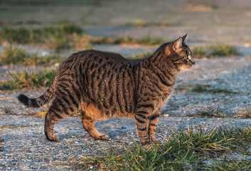 Katzen  steht auf Hof