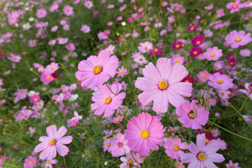 Obraz premium Pink cosmos flower, Aster flower