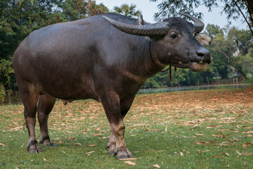 The big buffalo, Thai buffalo.