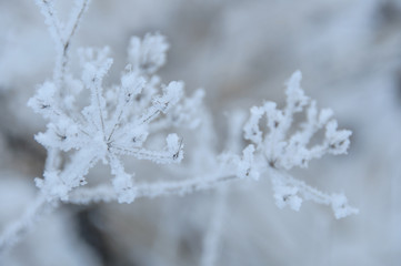 Dry flowers covered snow in winter