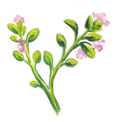 Hand drawn watercolor berry spring isolated on white