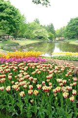 colorful tulips in the park
