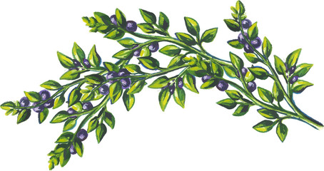 Hand drawn watercolor berry spring isolated on white