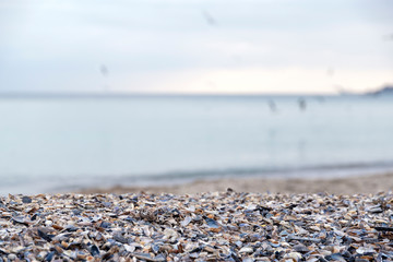 Seashells on the beach with blurred sea on the background