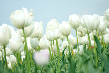 white tulips in the park
