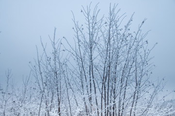 Fototapeta na wymiar Tree trunks covered snow in winter