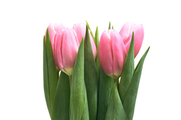 Naklejka premium Bukiet różowych tulipanów