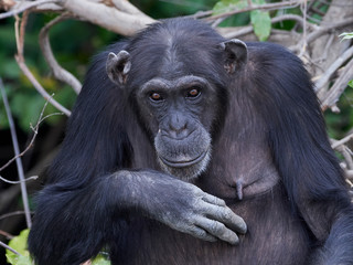 Chimpanzee (Pan troglodytes)