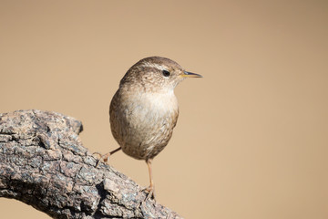 Splendido ritratto di uno scricciolo comune (Troglodytes troglodytes)