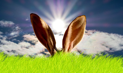 Hasenohren in der Wiese