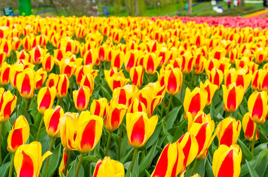 Red-yellow tulip flowers field in Keukenhof garden, Netherlands, Holland