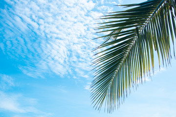 Clouds and sky and trees