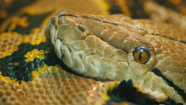 Portrait of Asia's giant Reticulated Python