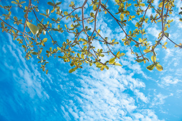 Clouds and sky and trees