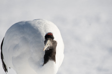 Red-crowned crane, close-up of head, Kushiro city, Hokkaido, Japan
