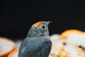 Blue-backed Manakin (Chiroxiphia pareola)