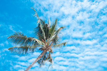 Clouds and sky and trees