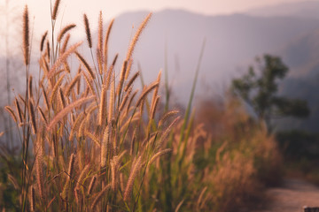 grass on the hill in sunset.