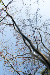 Clouds and sky and trees