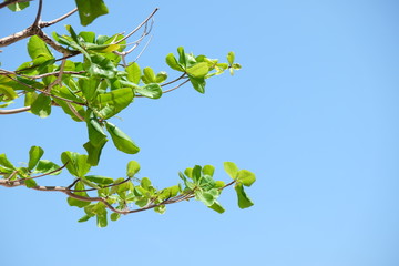 Clouds and sky and trees