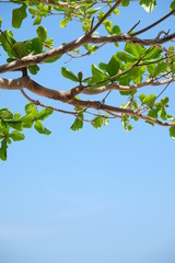Clouds and sky and trees