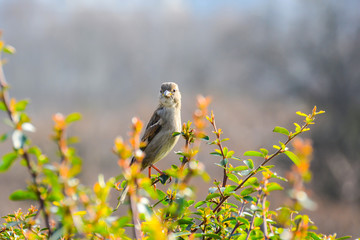 moineau