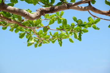 Clouds and sky and trees