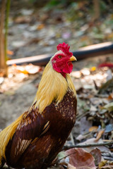 Hen,Cock walking in the garden