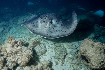 Stingray city at the Maldives