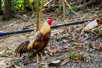 Hen,Cock walking in the garden