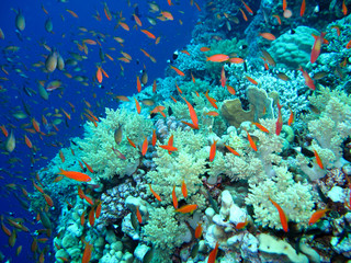 Fototapeta na wymiar The amazing underwater world of the Red Sea.