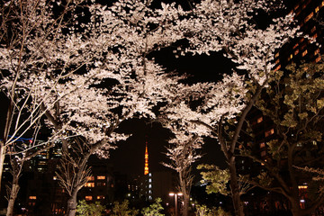 Japanese cherry blossom trees, sakura at night
