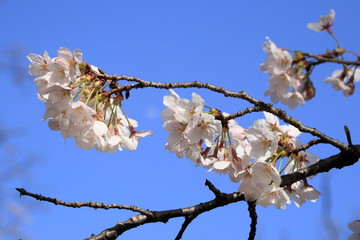 桜の花