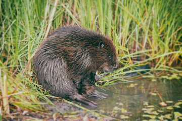funny brown American beaver (castor genus) sitting in the reeds near the pond, closeup