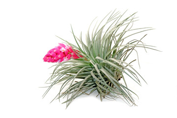 Fototapeta premium Tillandsia isolated on white background.Tillandsia are careless and low maintenance ornamental plants that required no soil, only plenty of water, sunlight and good airflow. Fresh green Tillandsia.