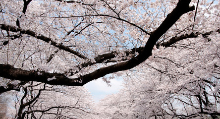 Japanese cherry blossom trees, sakura in sky