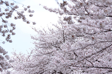 Japanese cherry blossom trees, sakura in sky