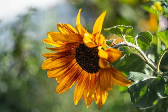 Sonnenblumenbl&uuml;te  im bokee