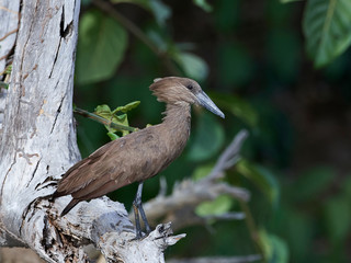 Hamerkop (Scopus umbretta)